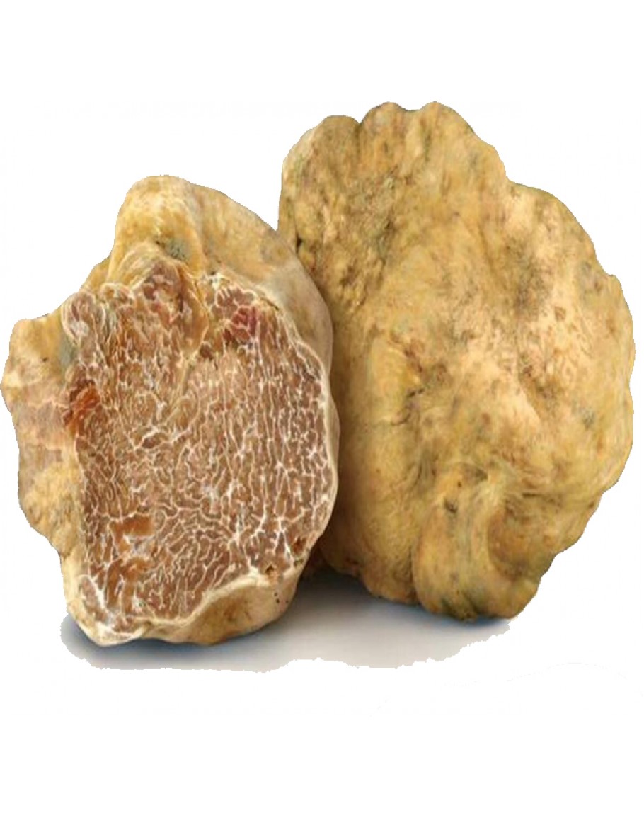 Truffes blanches fraîches Tuber Magnatum Grande taille